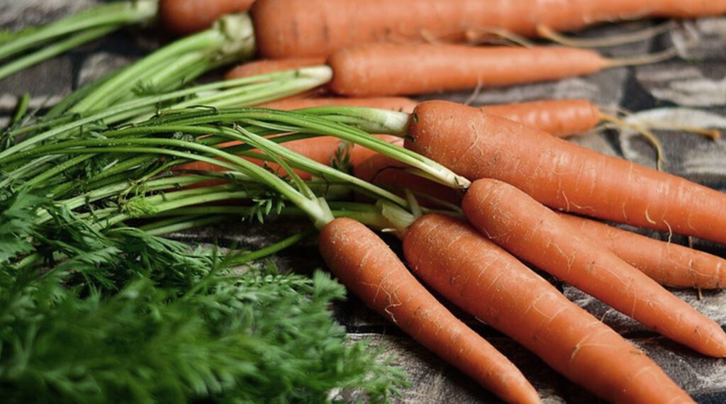 Carrots are a good vegetable for picky eaters